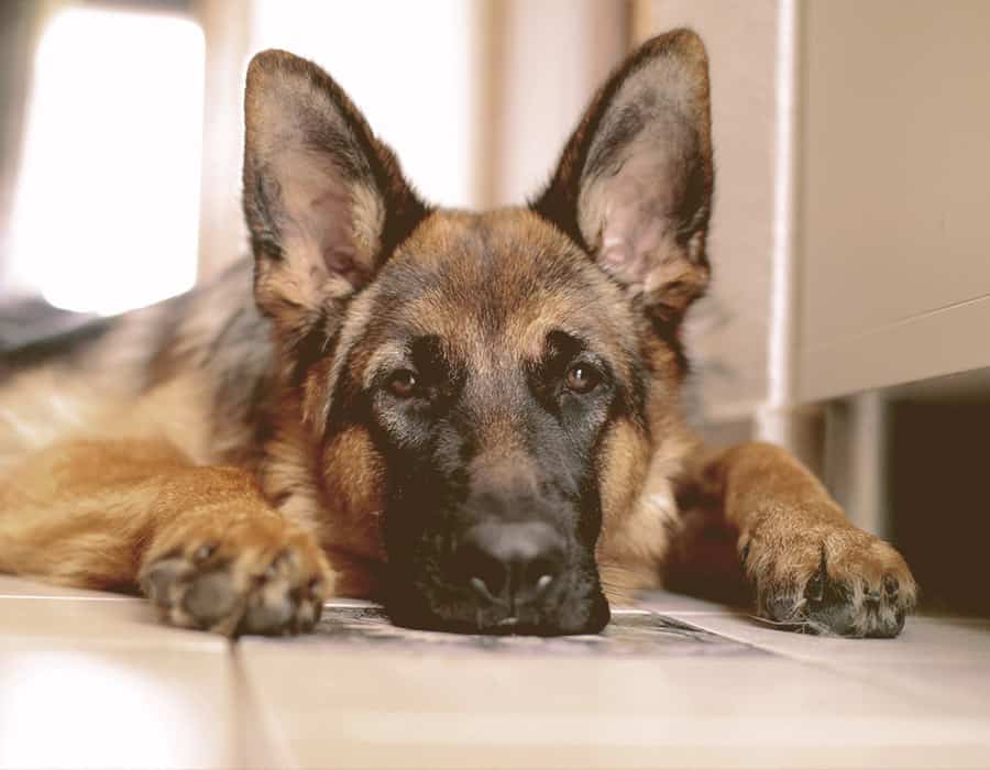 German Shepherd Dog laying on the ground