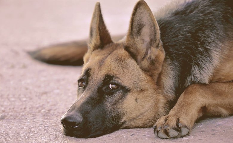 German Shepherd Dog looking laying down on alert