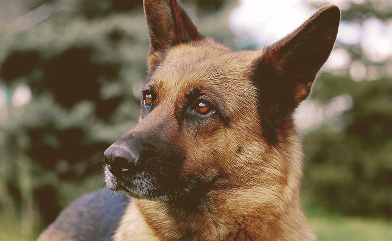 German Shepherd Dog on alert