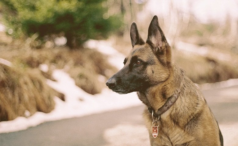 German Shepherd Dog on alert