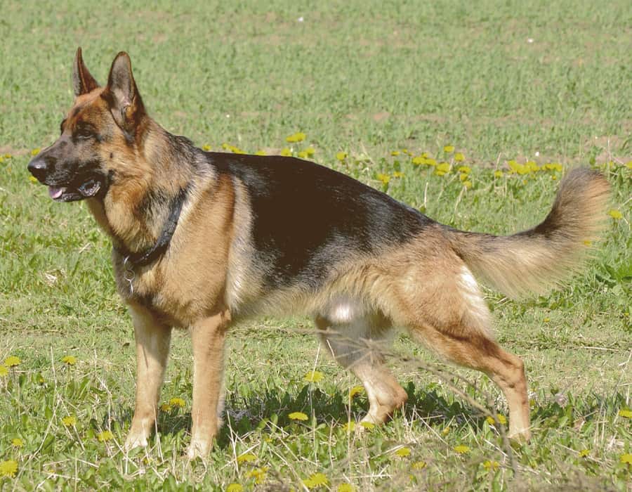 German Shepherd Dog on alert