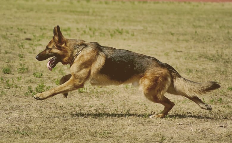 German Shepherd Dog running