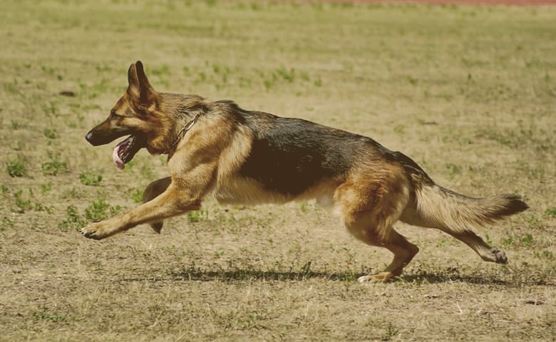 What Type of Care Does a German Shepherd Need? German Shepherd Dog running