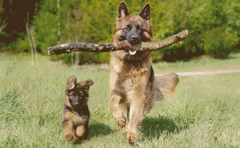 Common Health Issues German Shepherd puupy and dog running in a field