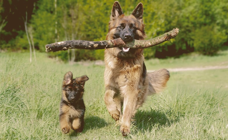 German Shepherd puupy and dog running in a field