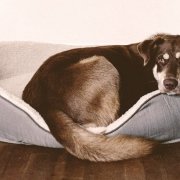 old Dog laying on a bed looking back