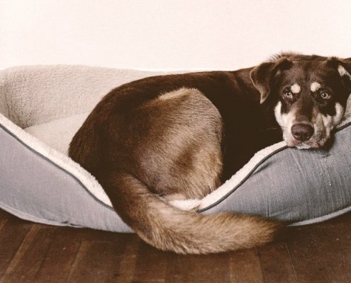 old Dog laying on a bed looking back