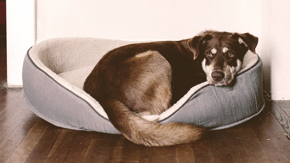 old Dog laying on a bed looking back