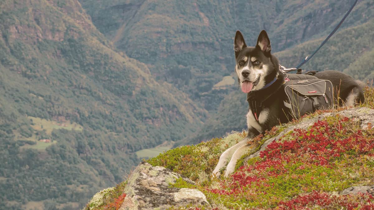 Dog Looking At Epic View From Top Mountain