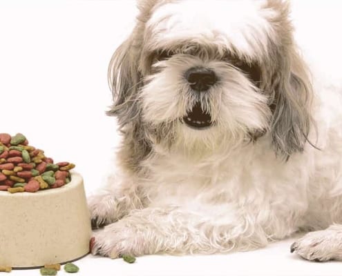 furry dog next to a bowl full of food