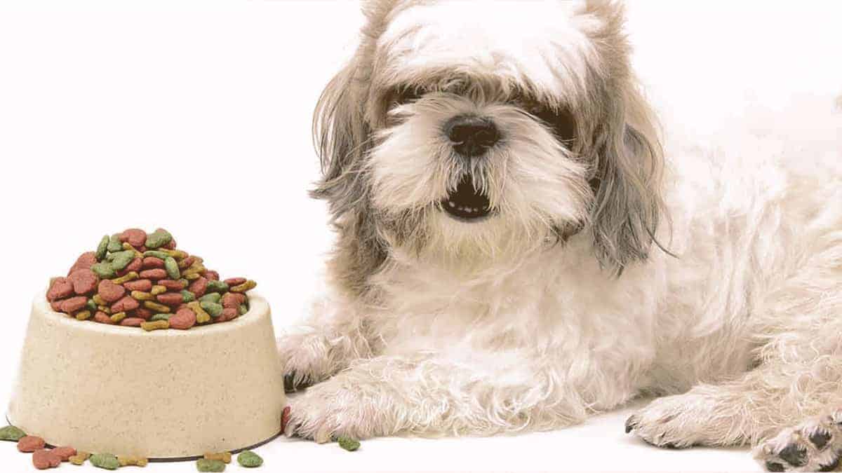 furry dog next to a bowl full of food