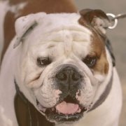 English Bulldogs walking with the tongue out