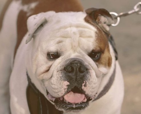 English Bulldogs walking with the tongue out