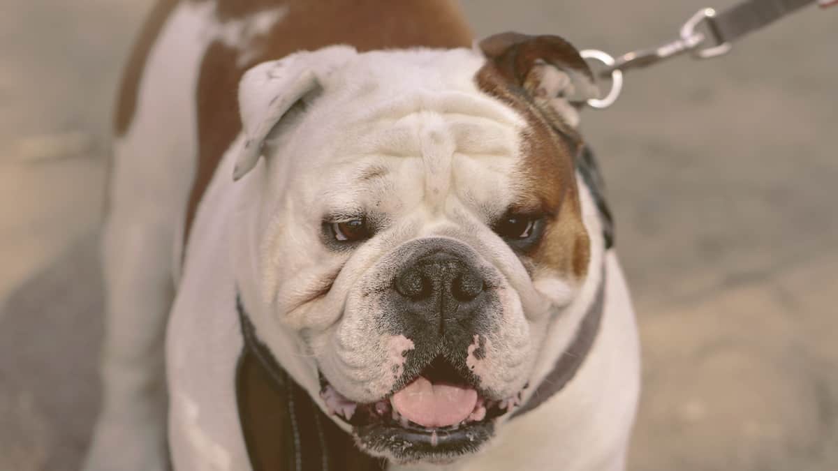 English Bulldogs walking with the tongue out