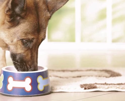 german shepherd dog eating from a bowl