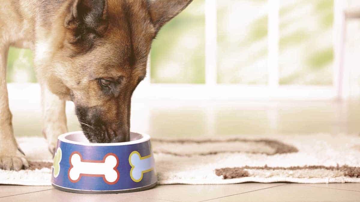german shepherd dog eating from a bowl