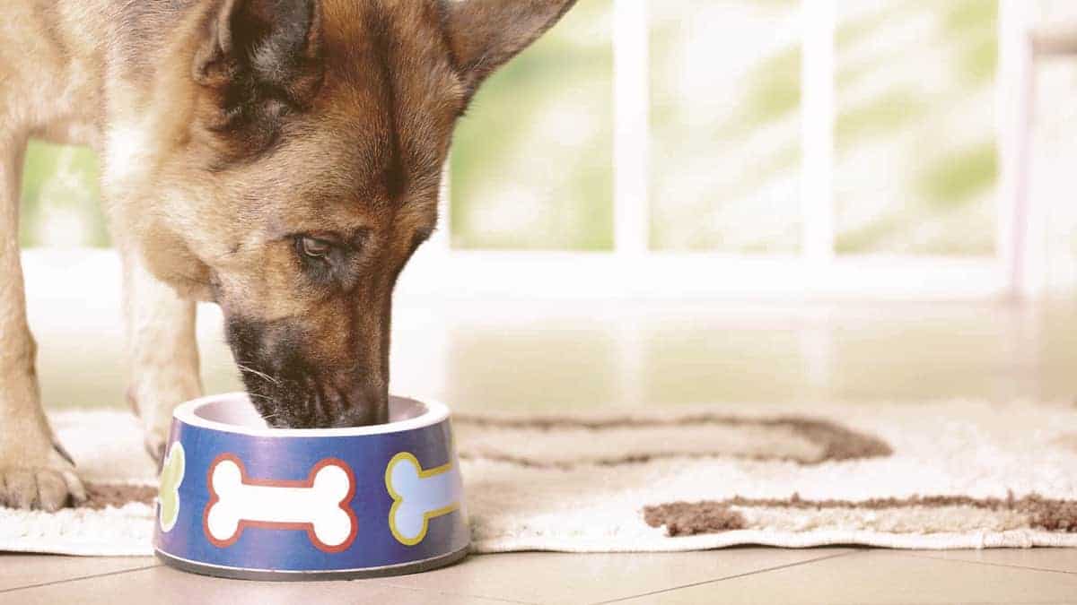 german shepherd dog eating from a bowl