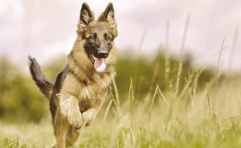 Young German Shepherd Dog jumping in a field