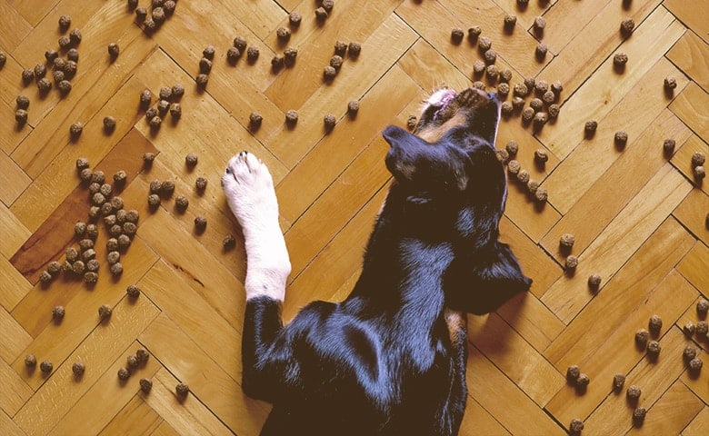 a dog laying down with a lot of food arround him