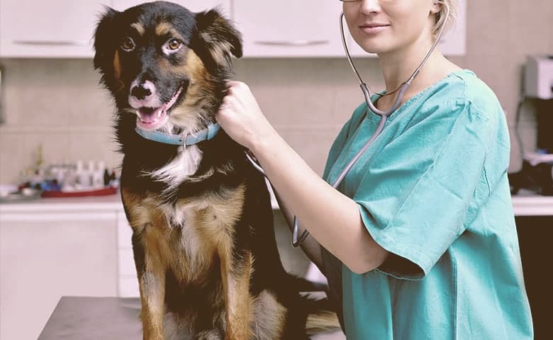 a dog went to a vet a dog went to a vet