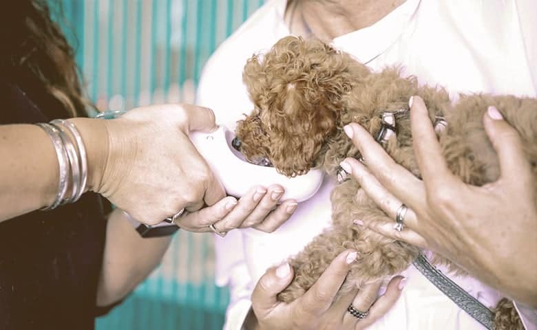 Add Balance Back Into the Gut a person giving water to a sick dog