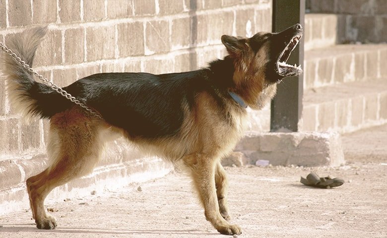 Signs of Anxiety in Dogs - Aggressive Behaviors aggressive dog in chains barking a lot