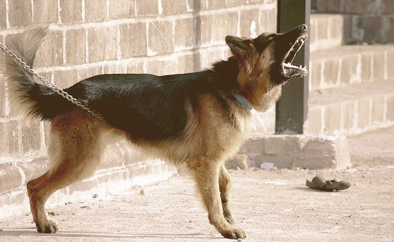 aggressive dog in chains barking a lot