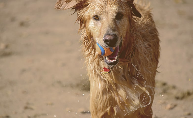 dog all wet with a ball in his mouth