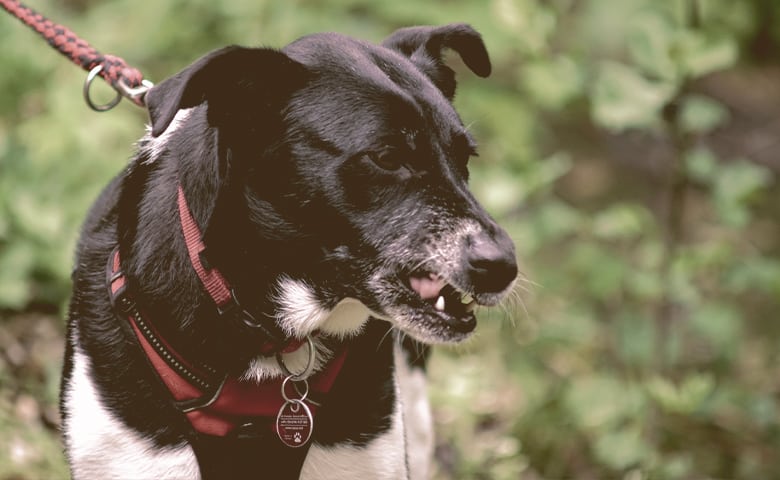 dog angry with something