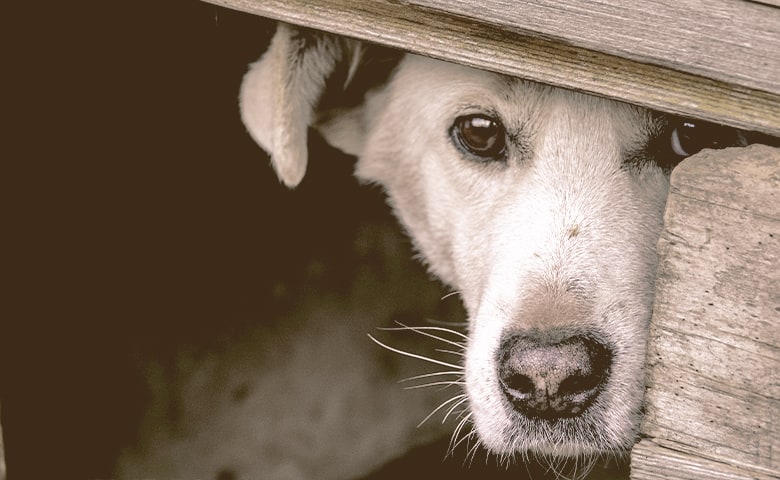 dog hides behind a board