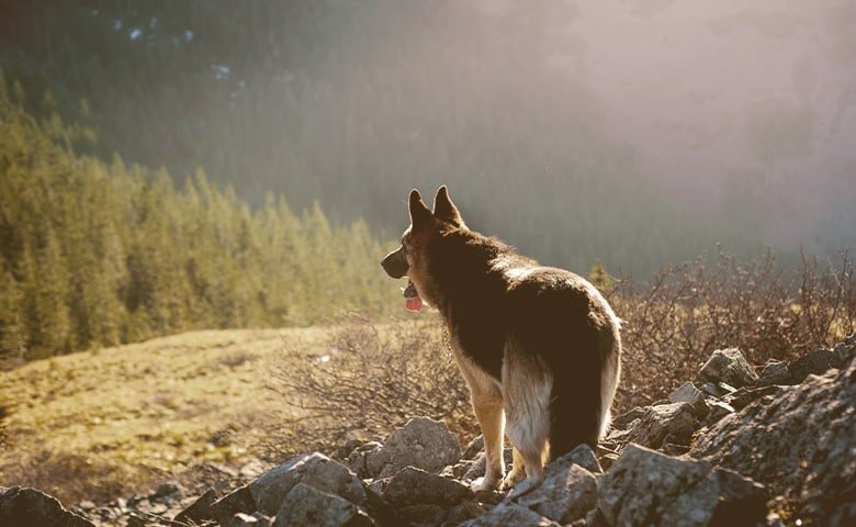 dog looking away