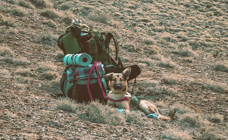 dog next to hiking gear