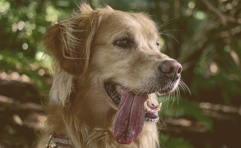 dog panting