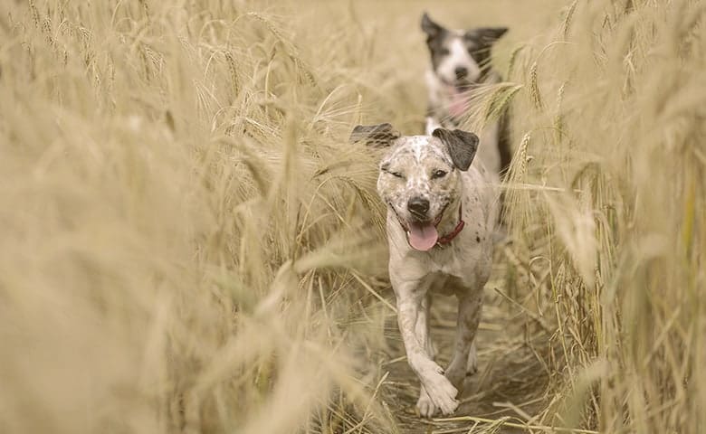 Dogs Running on a Wheat Field dogs running on a wheat field