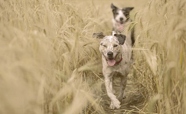 dogs running on a wheat field