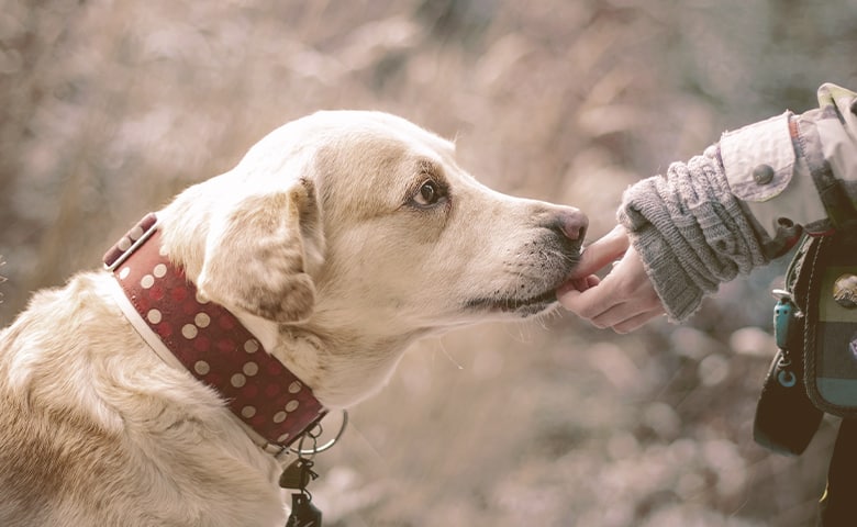 Girl giving to the dog a treat