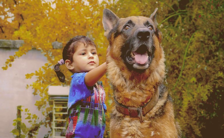 little girl with German Shepherd Dog on alert