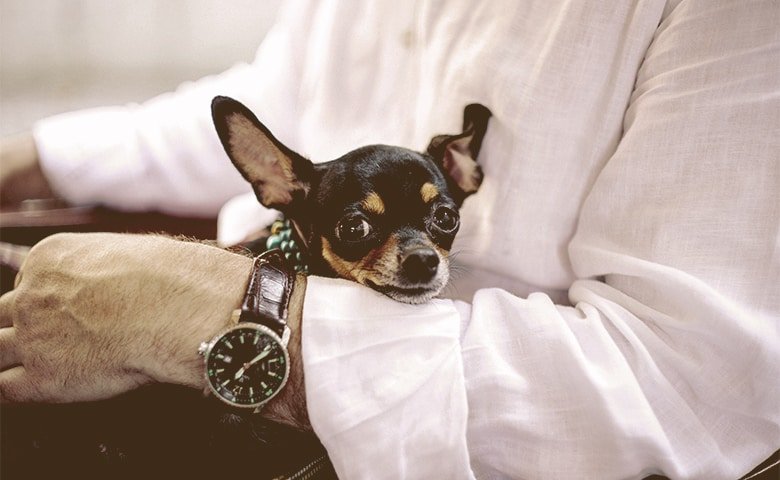 man holding his chihuahua dog