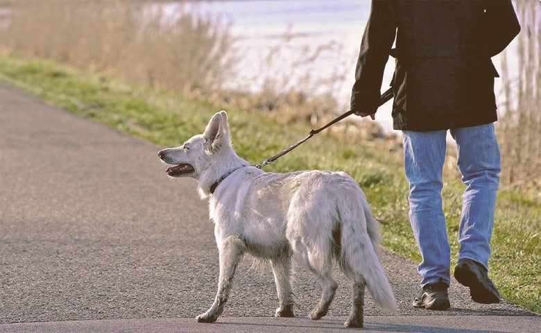 man walking his dog man walking his dog