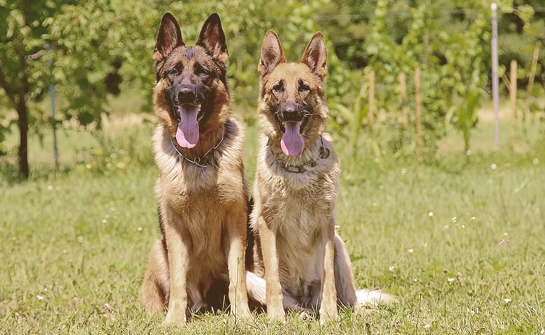 Pros and Cons of Owning a German Shepherd two German Shepherd Dog on alert sitting in a field