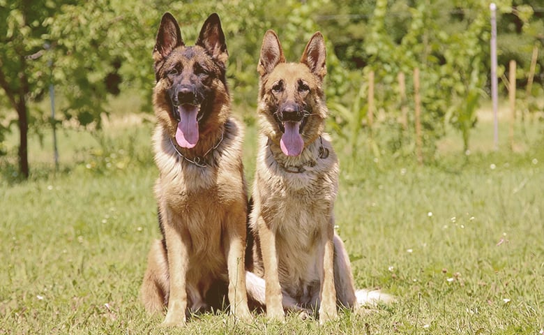 two German Shepherd Dog on alert sitting in a field