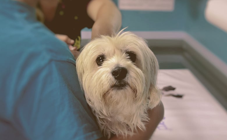 vet holding a dog