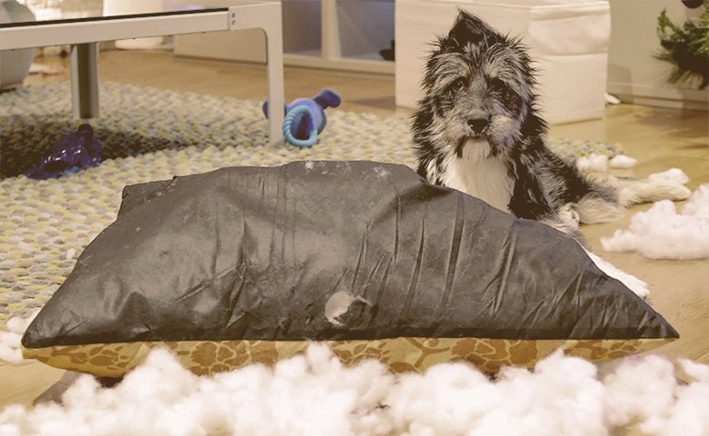 A Note about Dog Beds and Chewing