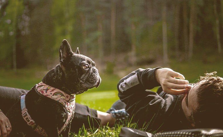 French Bulldog laying with people