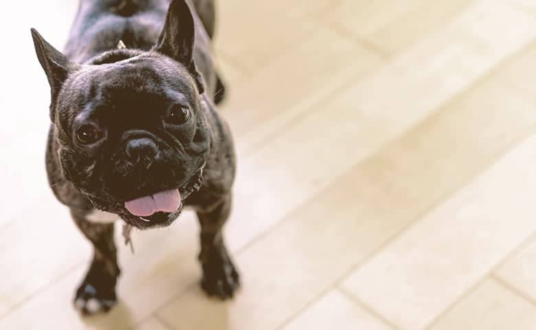 French-Bulldog-looking-up-with-tongue-out