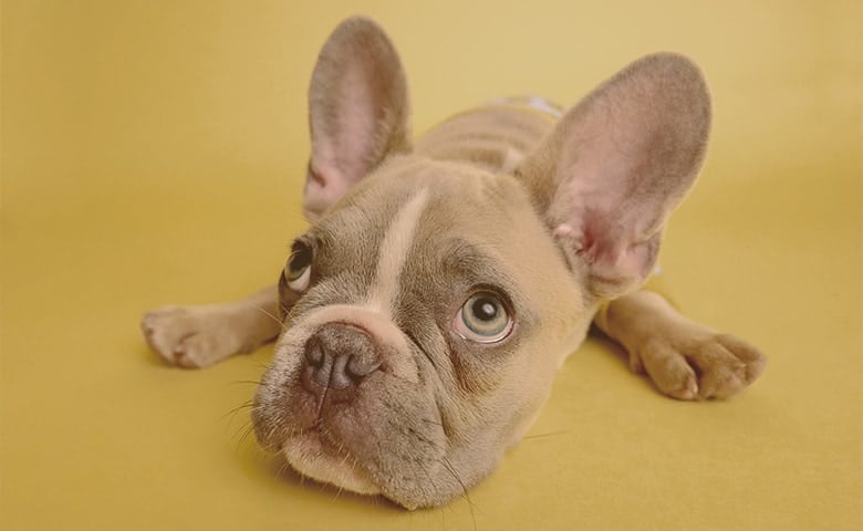 Prerequisites and precautions for using a harness French Bulldog looking up