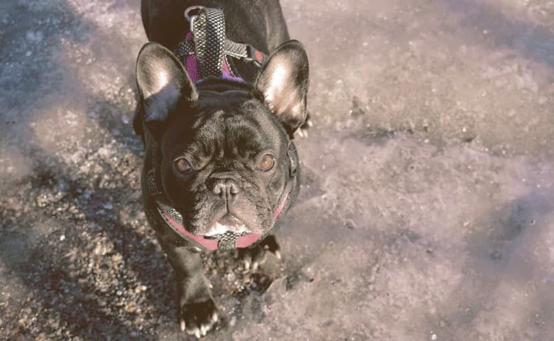 French Bulldog looking up