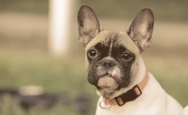 French Bulldog looking with ears up