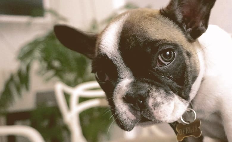 French Bulldog looking