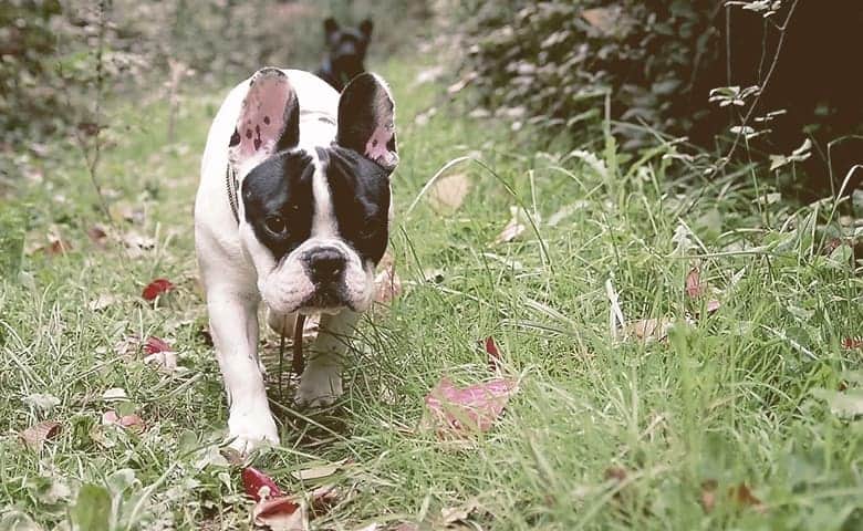 French Bulldog walking on grass with ears up